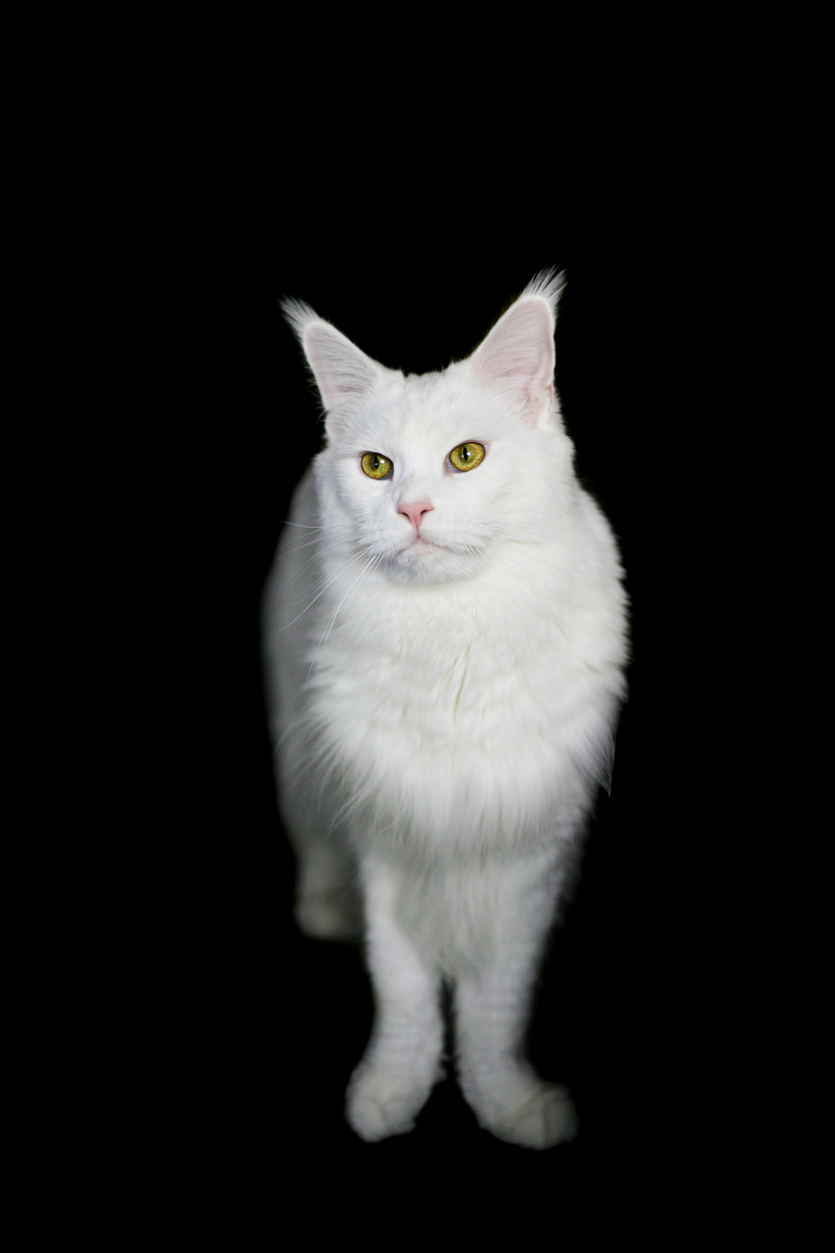 white cat with black background